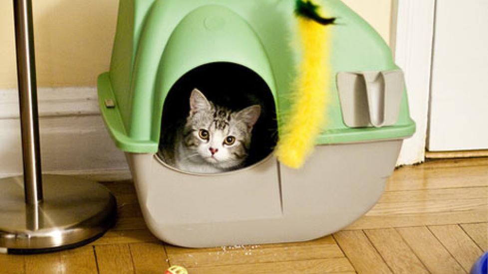 cat-sitting-in-green-litter-box