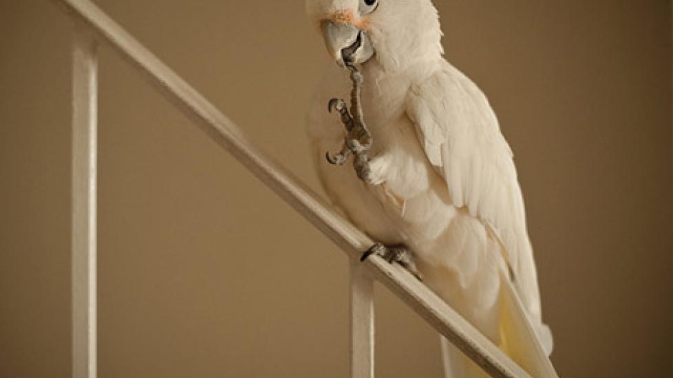 How to Trim Your Bird's Nails and Live to Tell the Tale PetMD