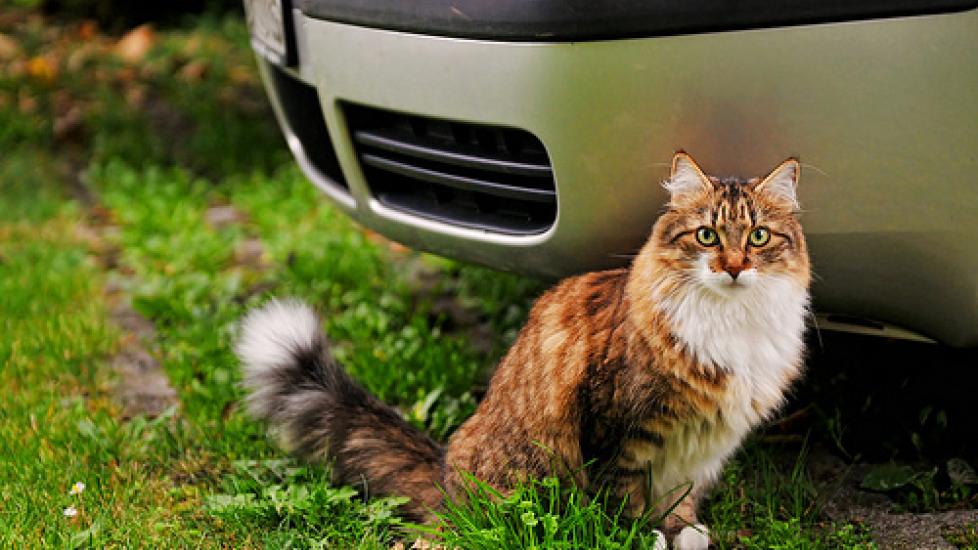 Cat Crate Traveling How to Fly or Move with a Cat PetMD