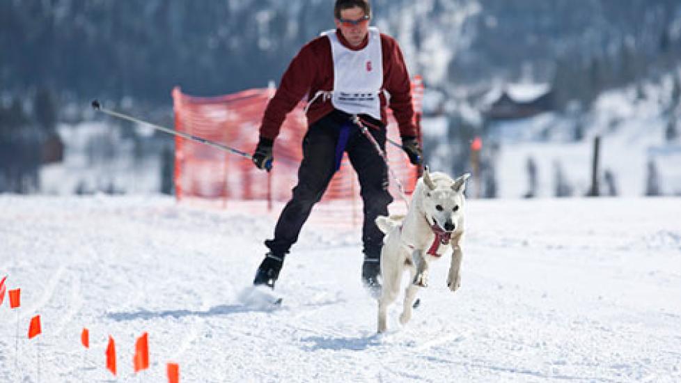 Skijoring: A Combination of Cross Country Skiing and Dog Sledding