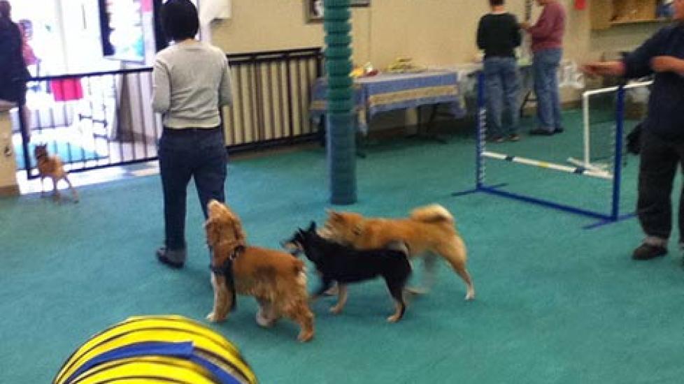 Should Your Dog Join a Health Club?