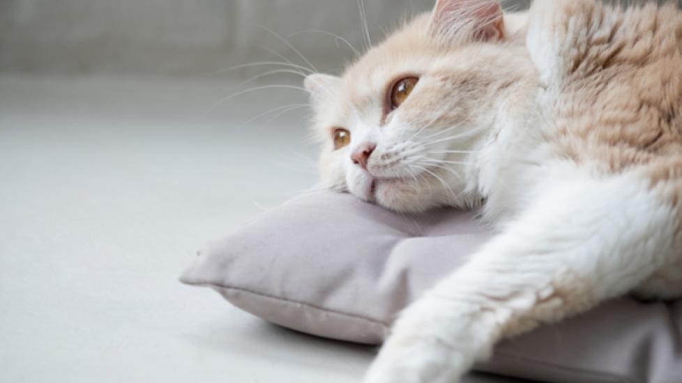 Signs, Causes, and Treatment of Anemia in Cats