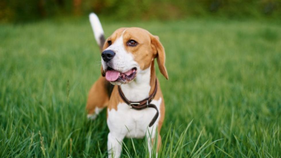 beagle standing in a grassy meadow 