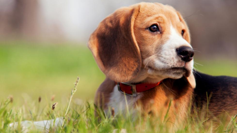 beagle dog lying in grass
