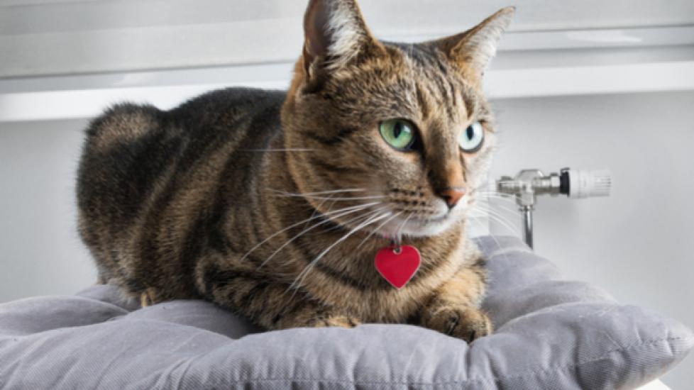 Cat Diseases What Is Bobcat Fever and Why Is It Deadly to Cats? PetMD