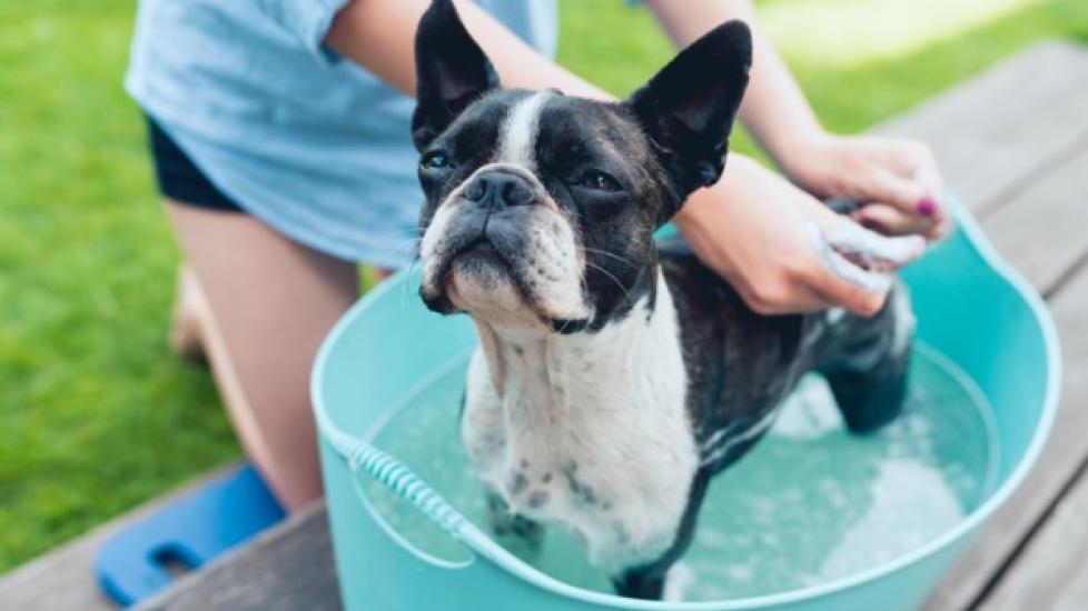 boston terrier getting a bath