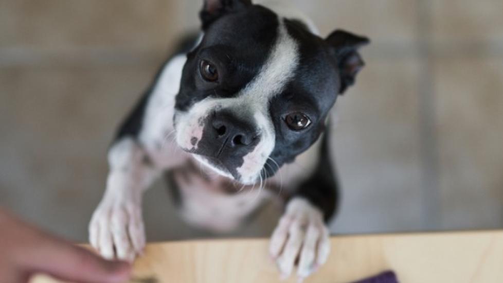 tips-for-choosing-a-food-for-dog-weight-gain-petmd