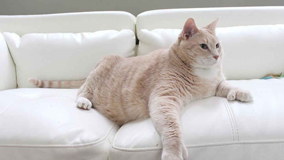 Cat Weight Loss Tips from Bronson the 33-Pound Cat