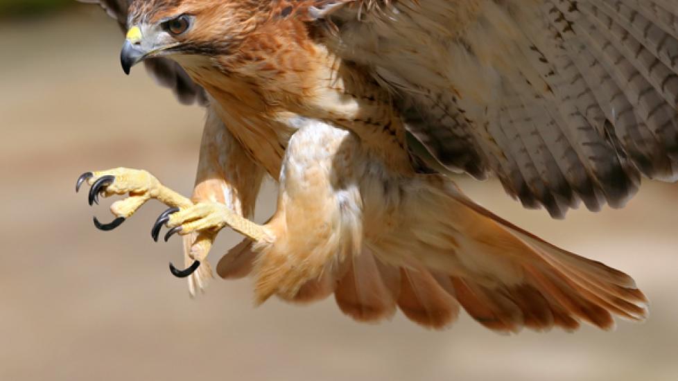 hawk eating cat