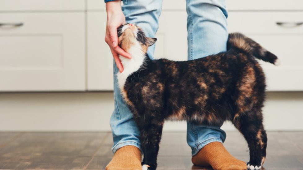 8 Surprising Ways to Say “I Love You” in Cat Language