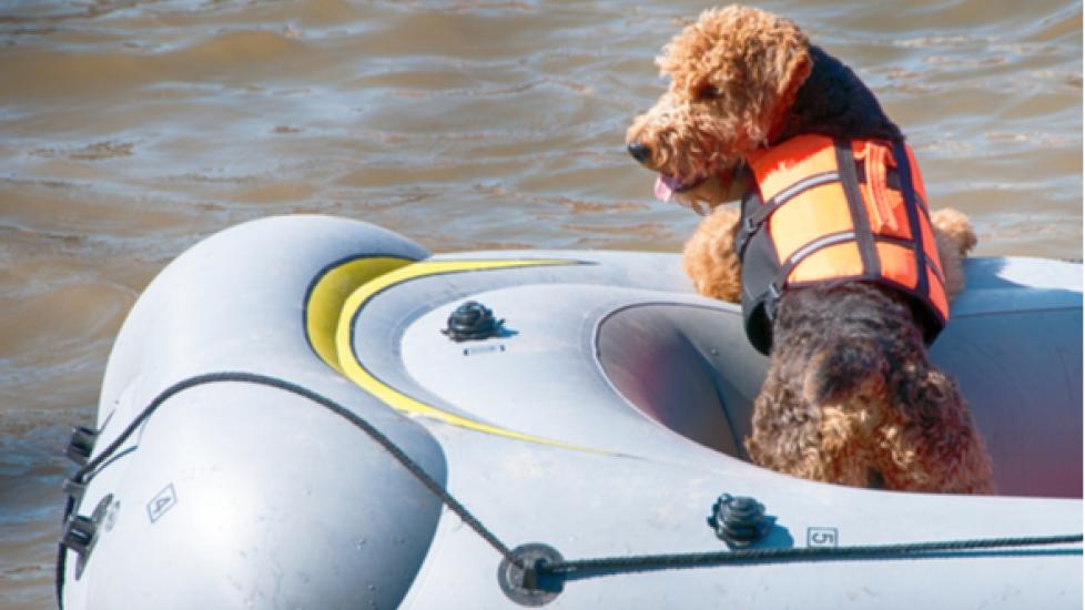 Dog Safety Tips for Taking Your Best Friend Boating