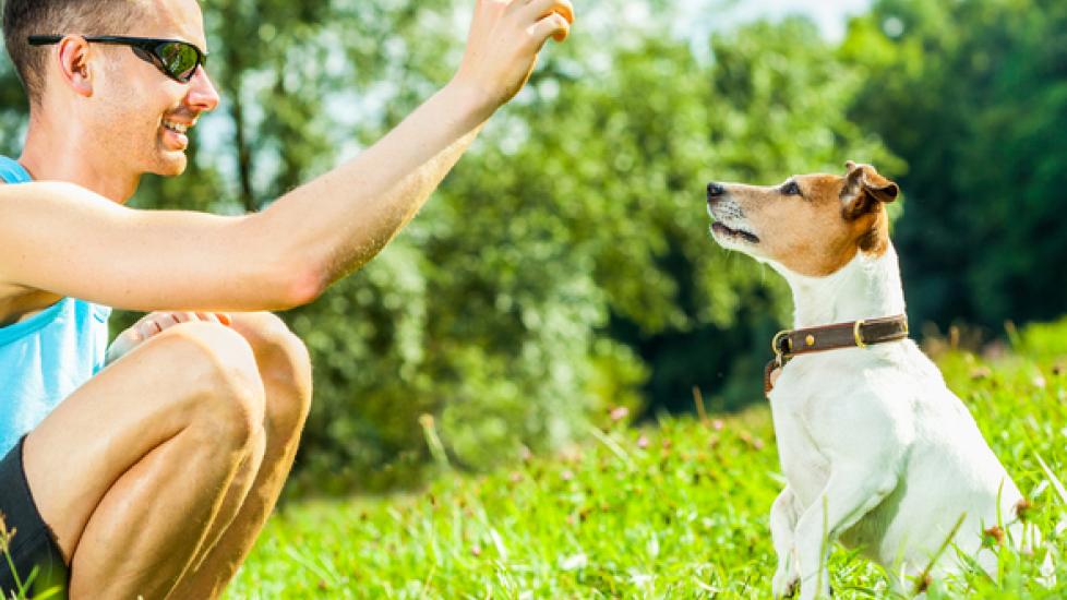 How to Teach a Dog to Sit No Matter Where You Are