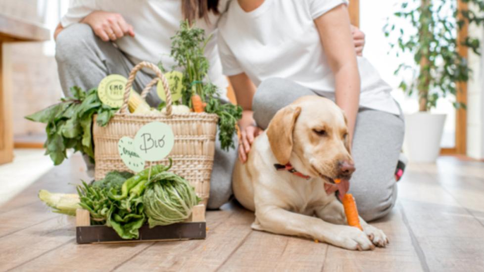Can Dogs Thrive on a Vegan Diet?