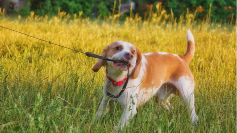 Why Your Dog Won’t Walk on the Leash, From Dog Training to Health Issues PetMD