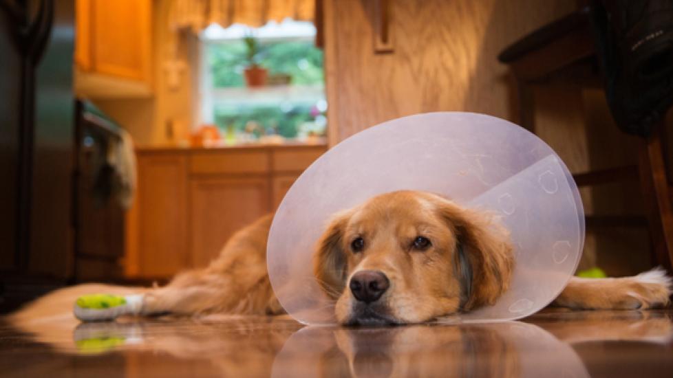 5 Unique Ways to Provide Mental Stimulation After Dog Surgeries