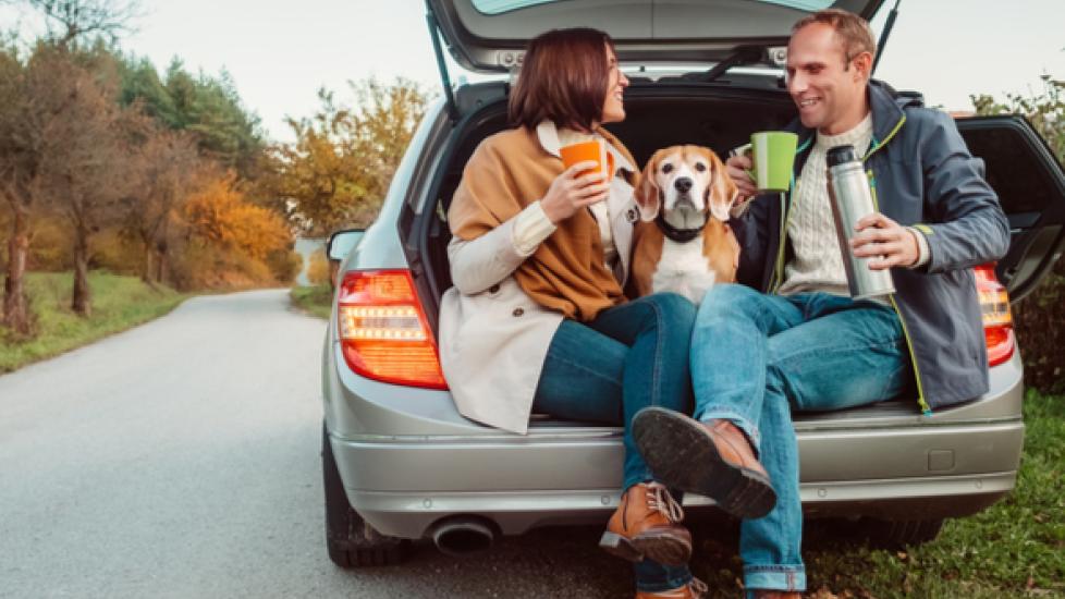 Essential Checklist for a Road Trip With Dogs