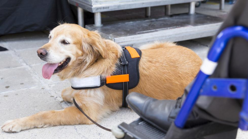 What’s the Difference Between Service Dogs, Emotional Support Dogs and Therapy Dogs?