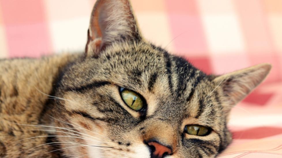 Treating Upper Respiratory Infections in Cats | PetMD