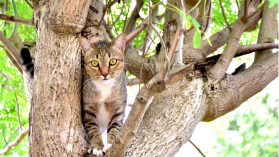 Why Do Cats Get Stuck in Trees? PetMD