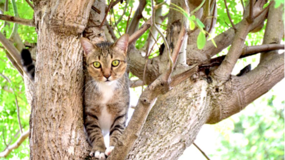 Why Do Cats Get Stuck in Trees?