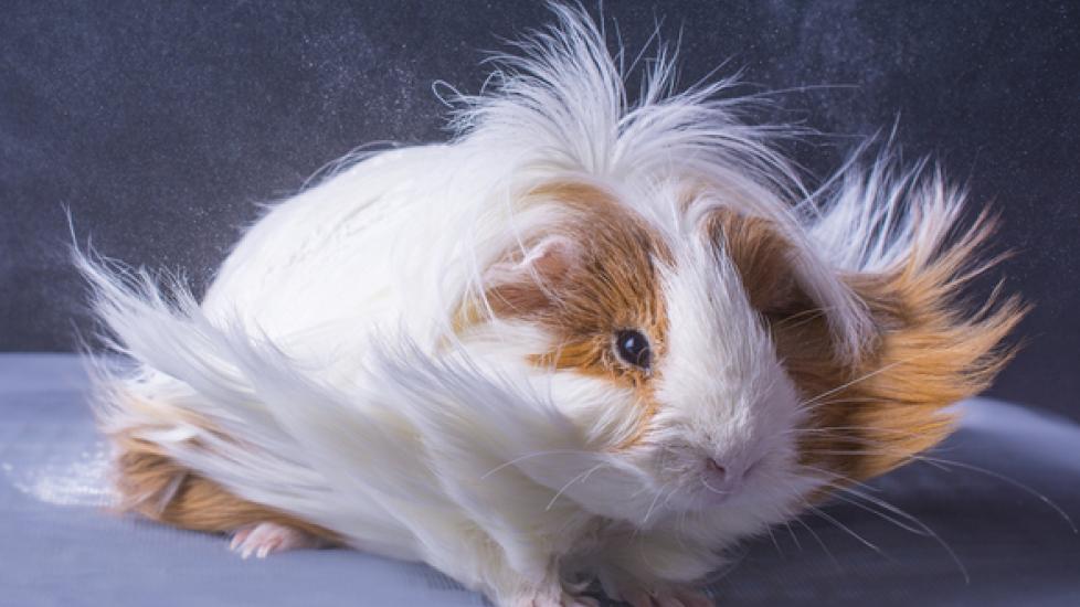 How to Groom Long-Haired Guinea Pigs