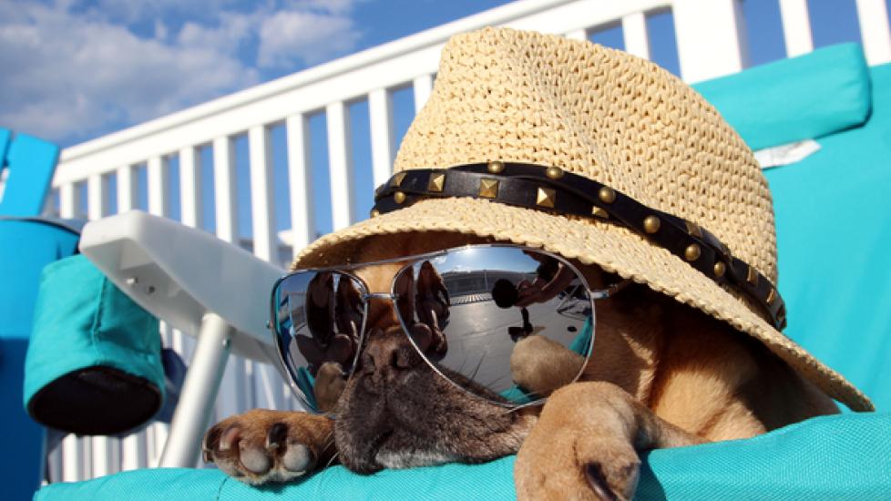 Summer Animal Safety Summer Animal Safety