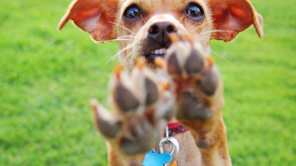 What to Do If a Dog Scratches You PetMD