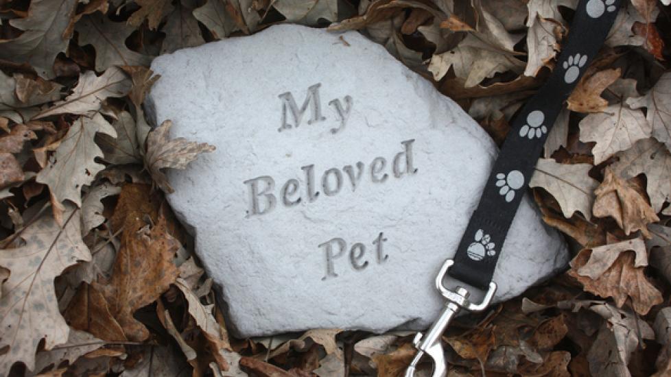 Pet Death: Why Missing Your Dog Is Normal