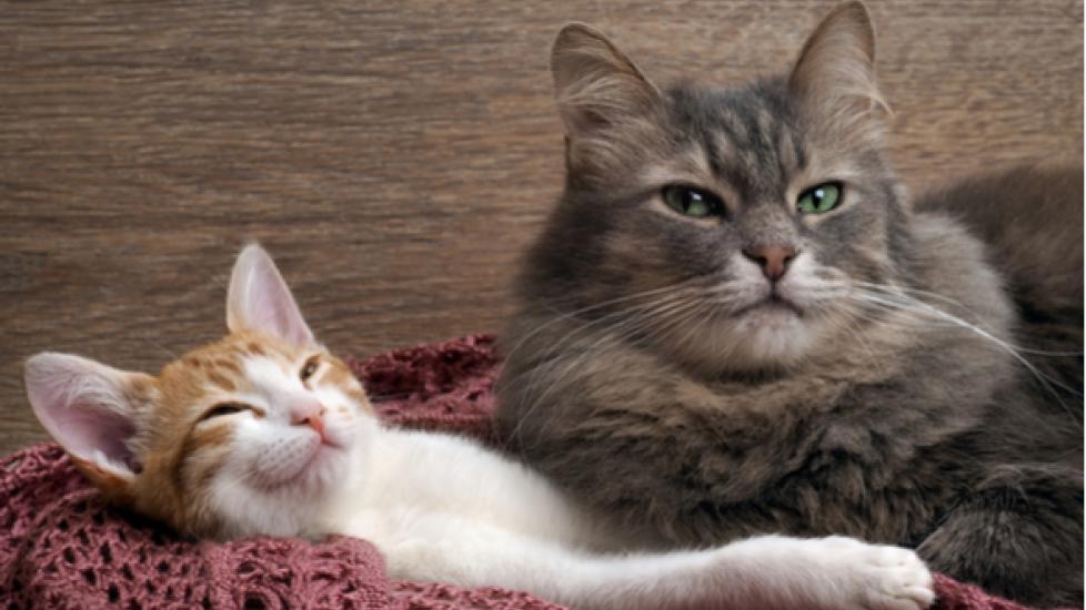 Introducing Cats: Bringing Home a Kitten to Meet Your Senior Cat