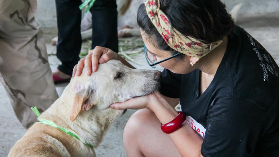 Tips for Responsibly Surrendering a Pet PetMD