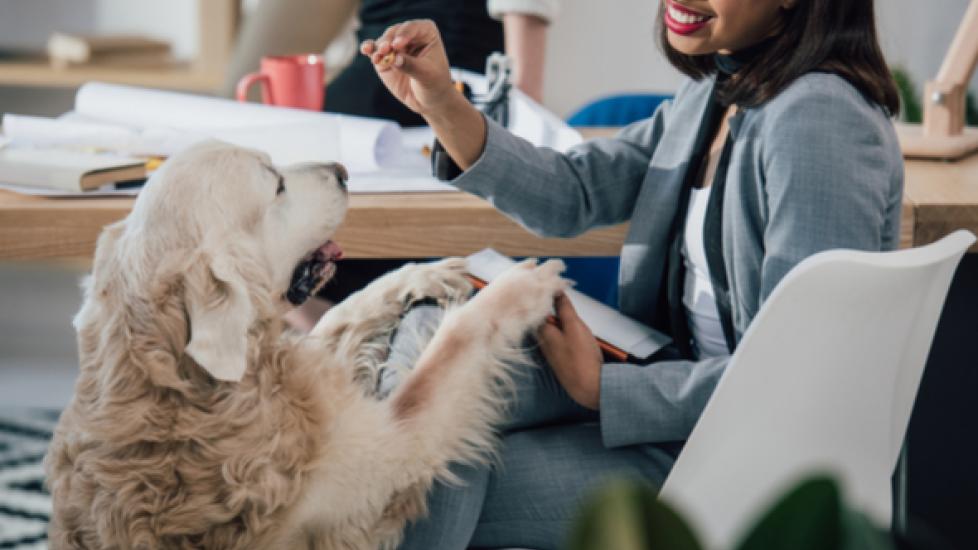 Take Your Dog to Work Day Training Tips for Dogs On the Job PetMD