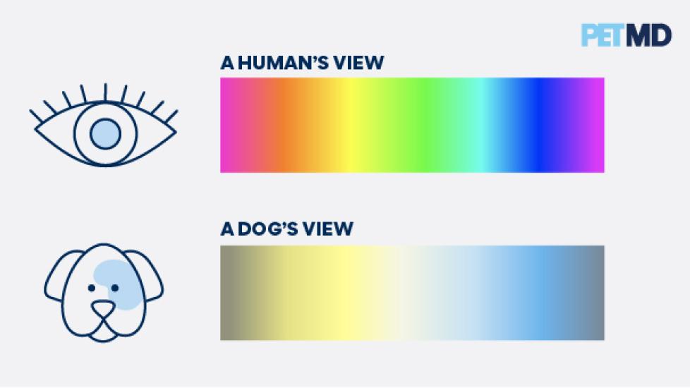 are cats color blind like dogs