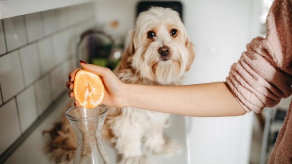 dog watching their owner squeeze an orange into a carafe 