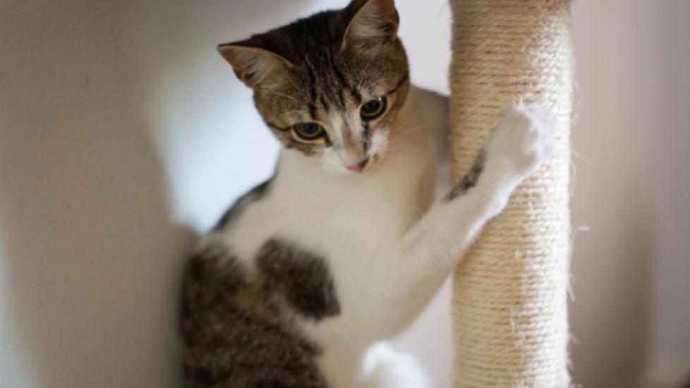 What's Your Cat's Scratching Style? PetMD