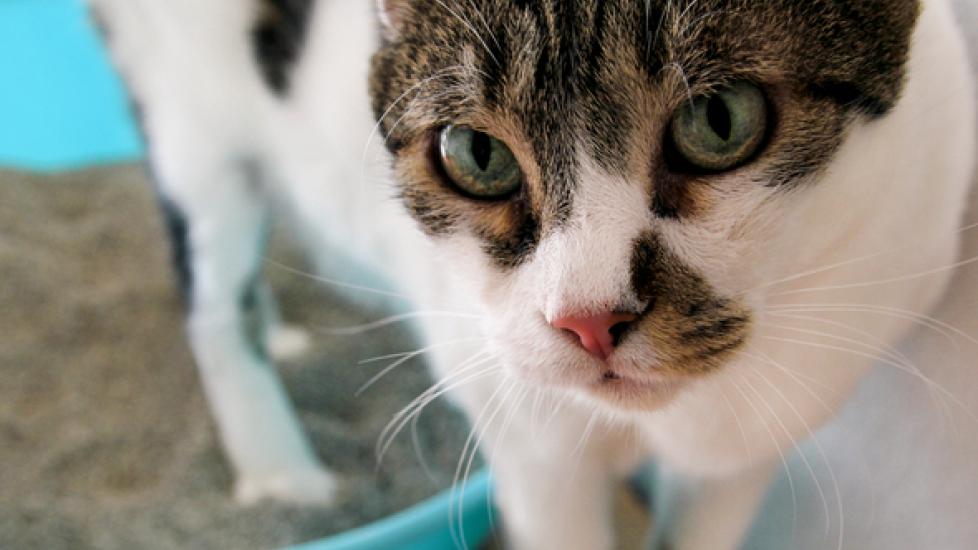 How to Test the pH Levels of Cat Urine PetMD