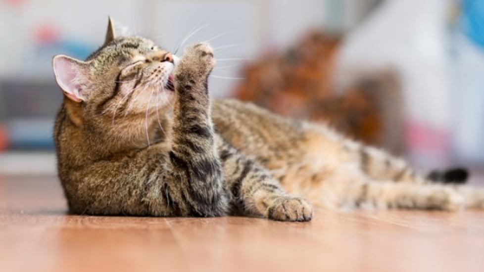 brown tabby cat licking his paw