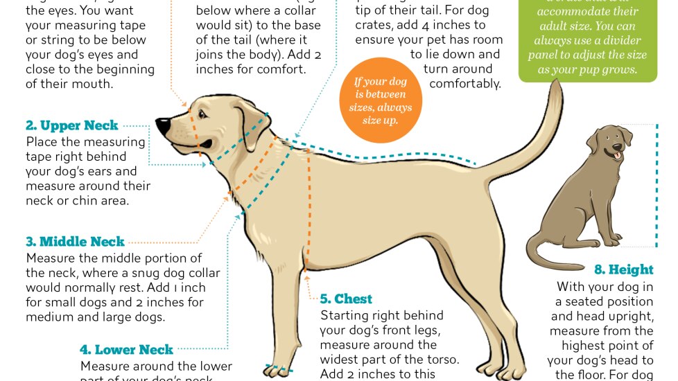 Guide for Finding Dog Measurements for All Your Dog Supplies