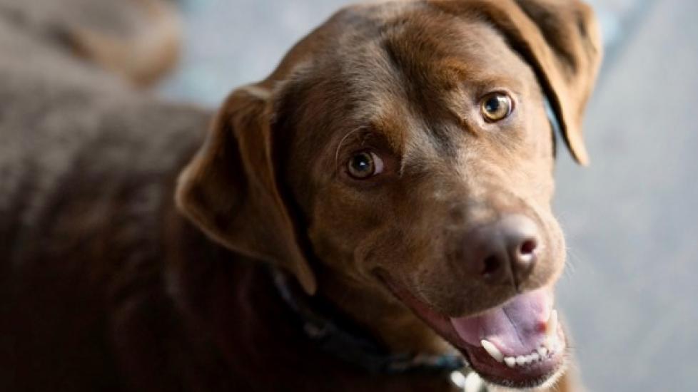 How Much of a Dog’s Personality Comes From Their Owner? | PetMD