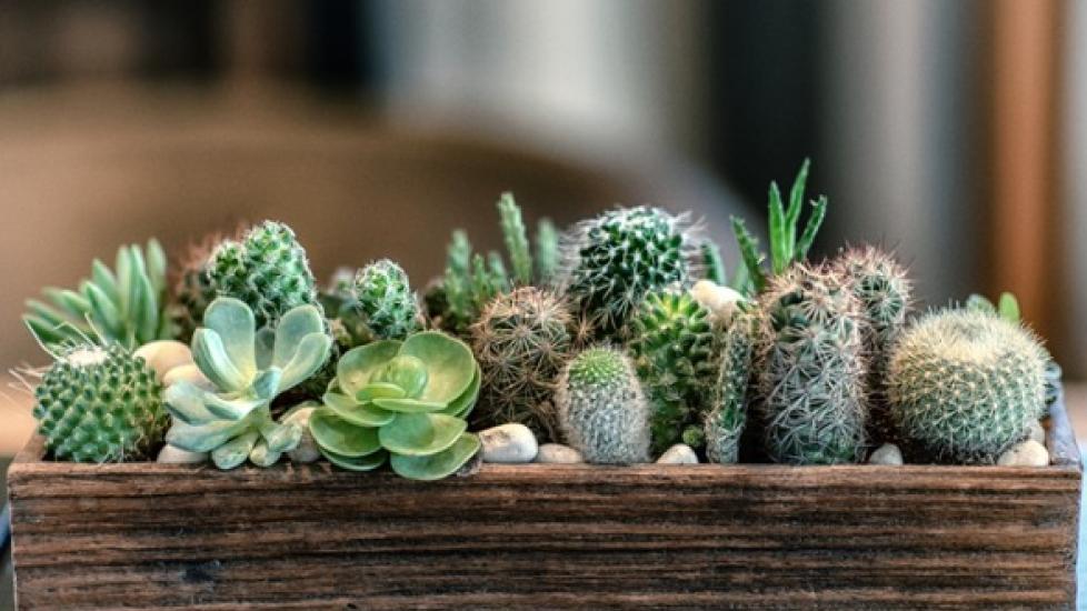 Are Succulents Poisonous to Cats and Dogs?
