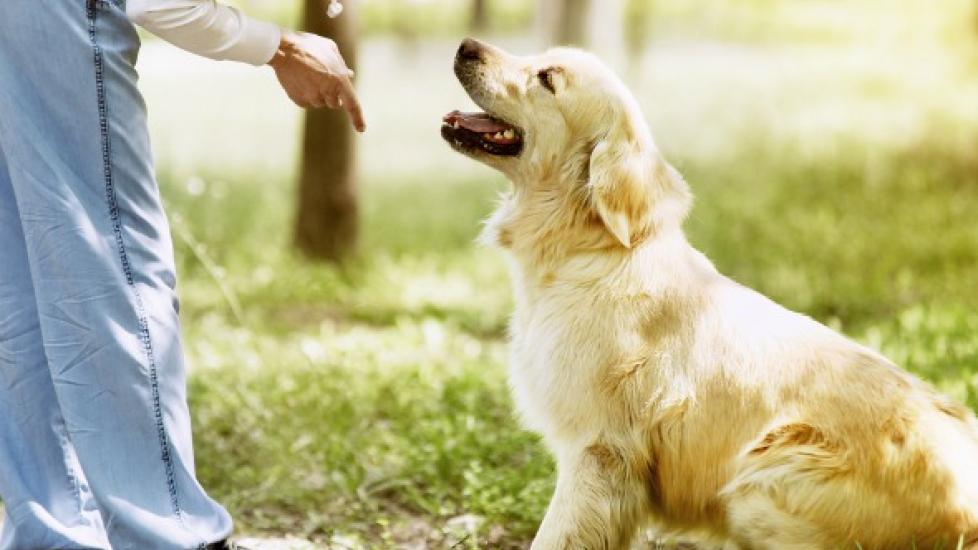 3 Must-Know Dog Commands for Visiting Family