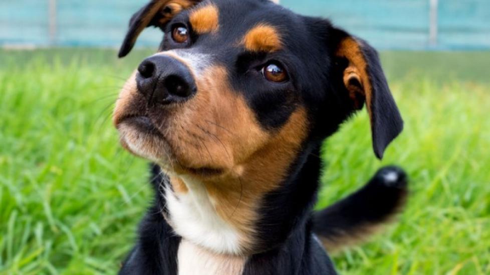 Can Dogs Tell the Difference Between Dogs and Other Animals? | PetMD