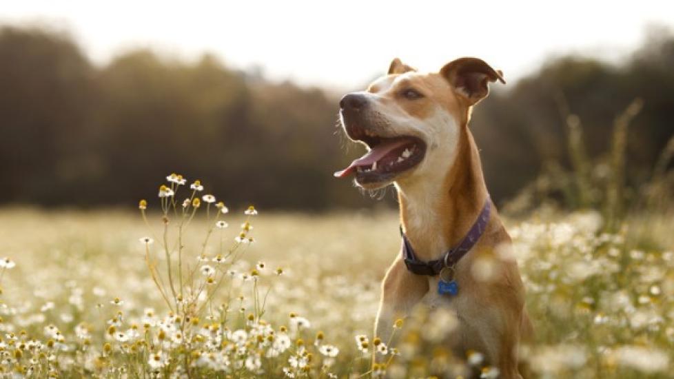 How to Choose the Best All-in-One Heartworm and Flea Pill for Dogs