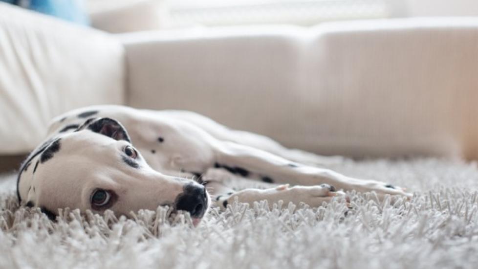 Can Dogs Get Food Poisoning?