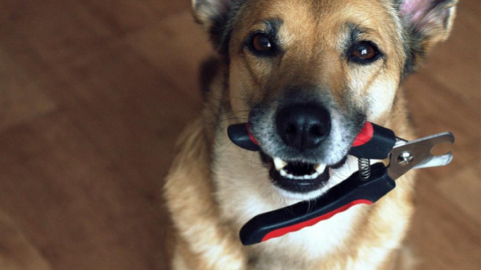 5 Best Dog Nail Clippers 