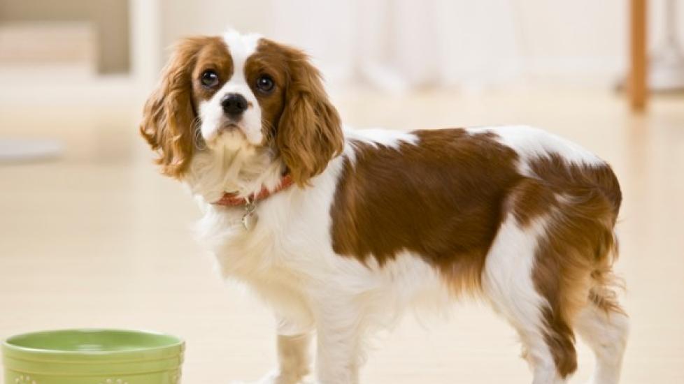 What Causes a Dog to Not Drink Water? PetMD