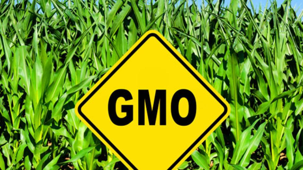 Is GMO-Free Pet Food Safer than Regular Pet Food?