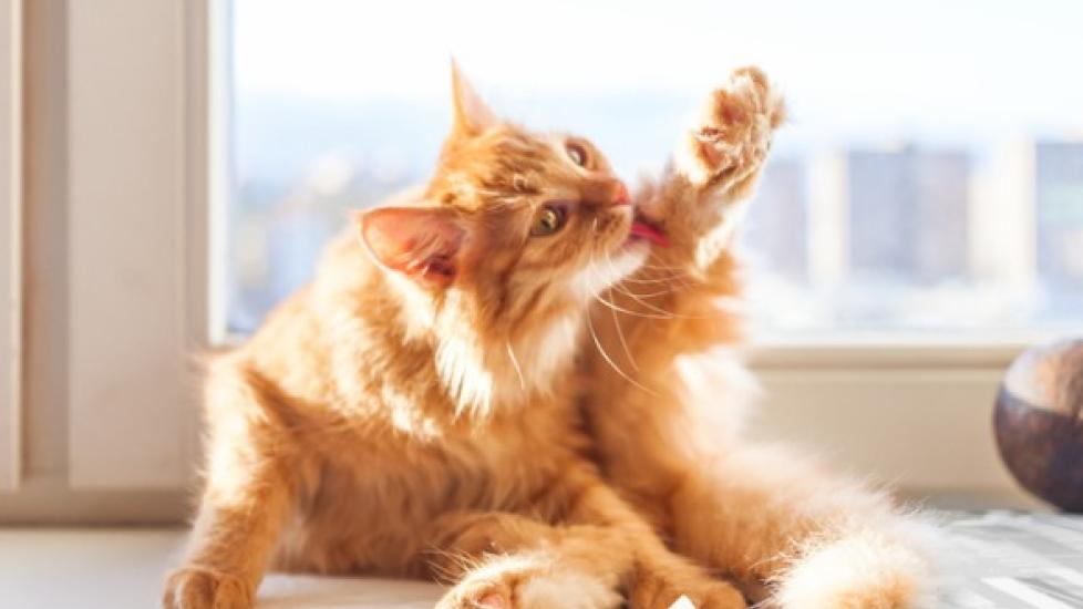 Why Cats Overgroom and How You Can Stop It