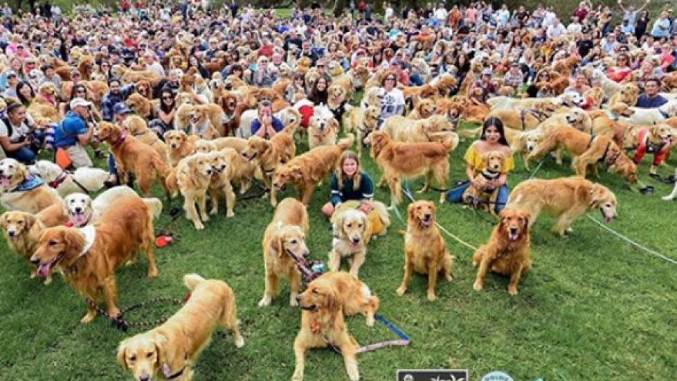 US Steals World Record From Scotland for Most Golden Retrievers in One Place