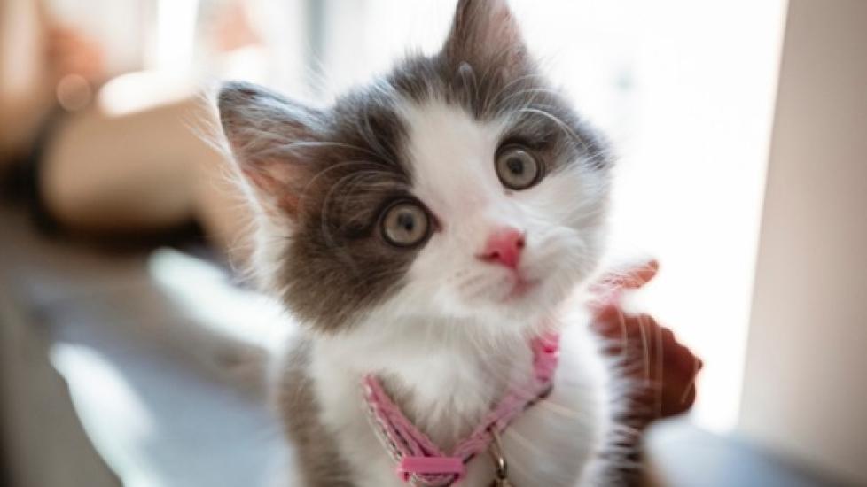 gray and white kitten wearing a collar looking at the camera