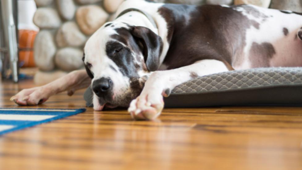 How to Pick Out Large Dog Beds for Giant Dog Breeds PetMD